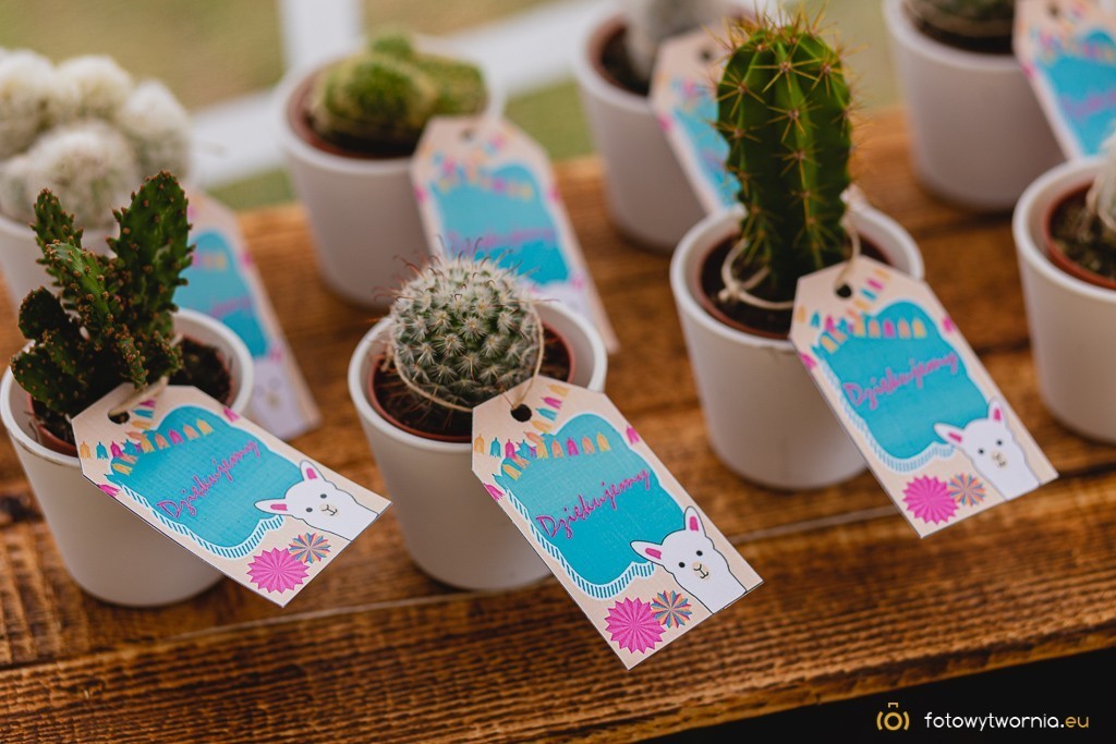 prezenty dla gości kaktusy